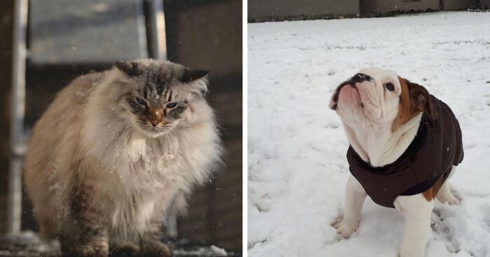 Hey Pandas, Share Your Pets Playing In Snow