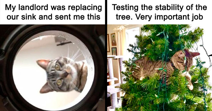 30 Cat And Dog Tweets That Really Could Put A Smile On Your Face, As Shared Online
