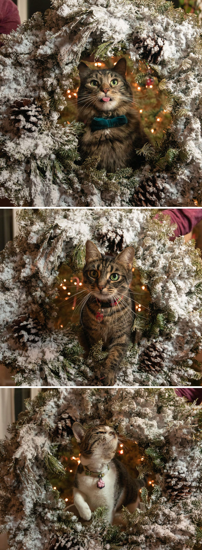 Christmas Cat Photoshoot
