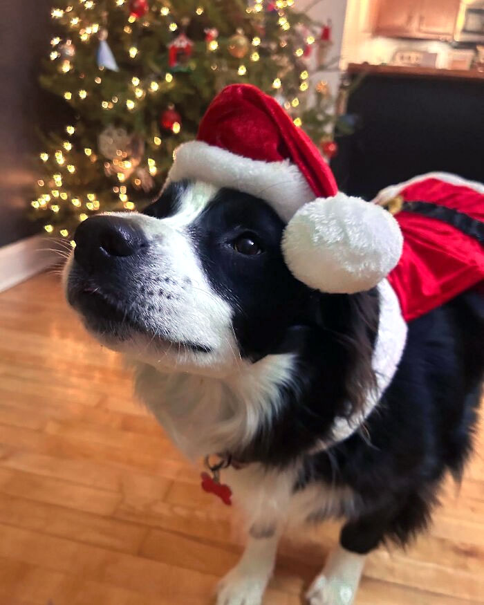 A Christmas Puppy