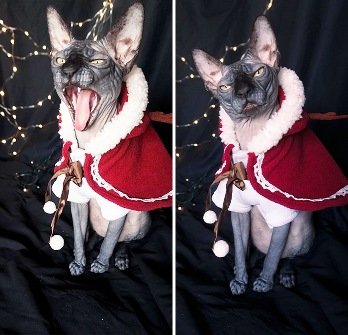 Was Taking Christmas Pictures Yesterday And Can’t Stop Laughing At These Ones