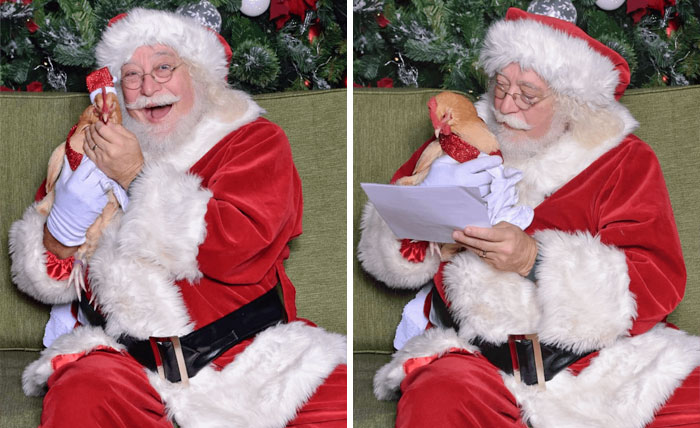 One Of My Chicken - Freckles, Has Met A Santa. In The Second Photo, Freckles Is Reviewing The Naughty/Nice List. She Was Obviously On The Nice List