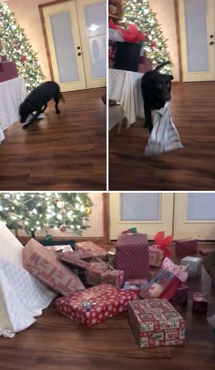 Dog Knocked Over Every Christmas Present My Parents Bought This Year