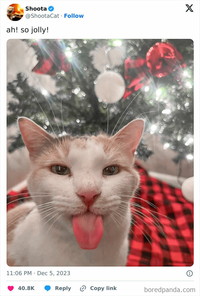 Silly Cat Is Ready For Christmas