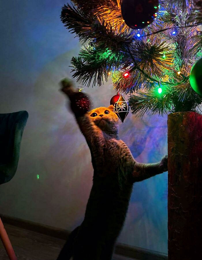 Our Cat With Christmas Tree