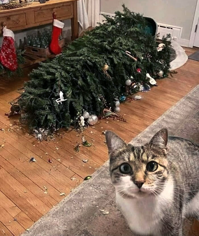 Cat vs. Christmas Tree. The Cat Has Won