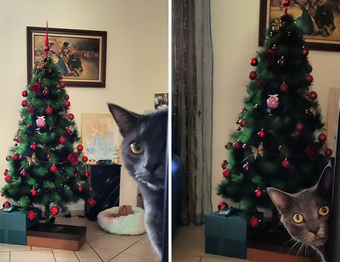 "Don't Look At Me, You Stupid Humans, I Have A Job To Do Here! The Christmas Tree Won't Knock Itself Down" 
