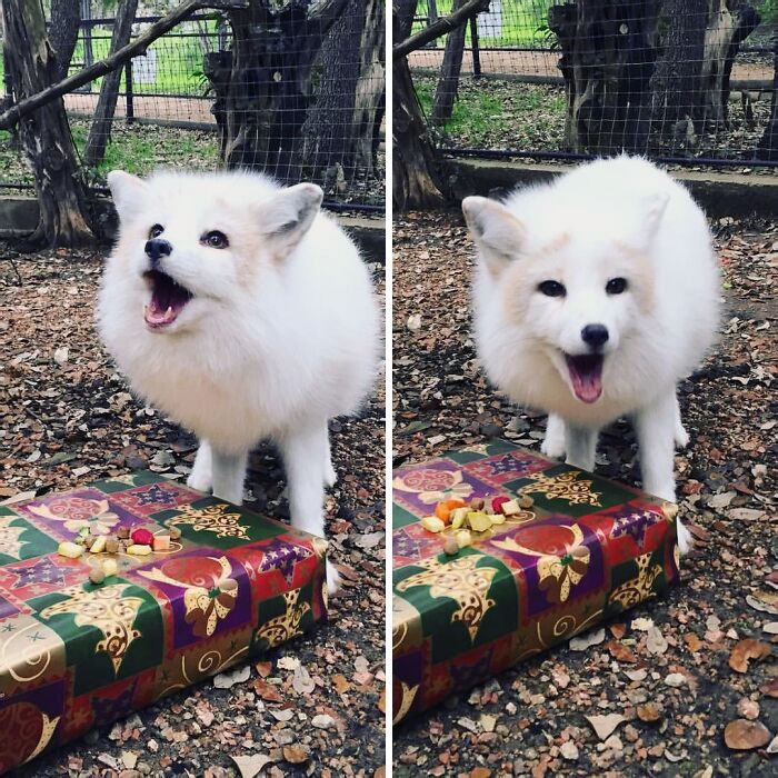 Christmas Came Early At The Zoo Where My Girlfriend Works, And One Fox Couldn't Be Happier