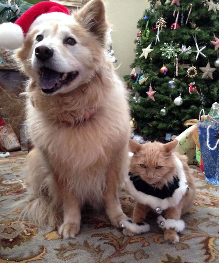 The Difference Between Cats And Dogs: Dignity