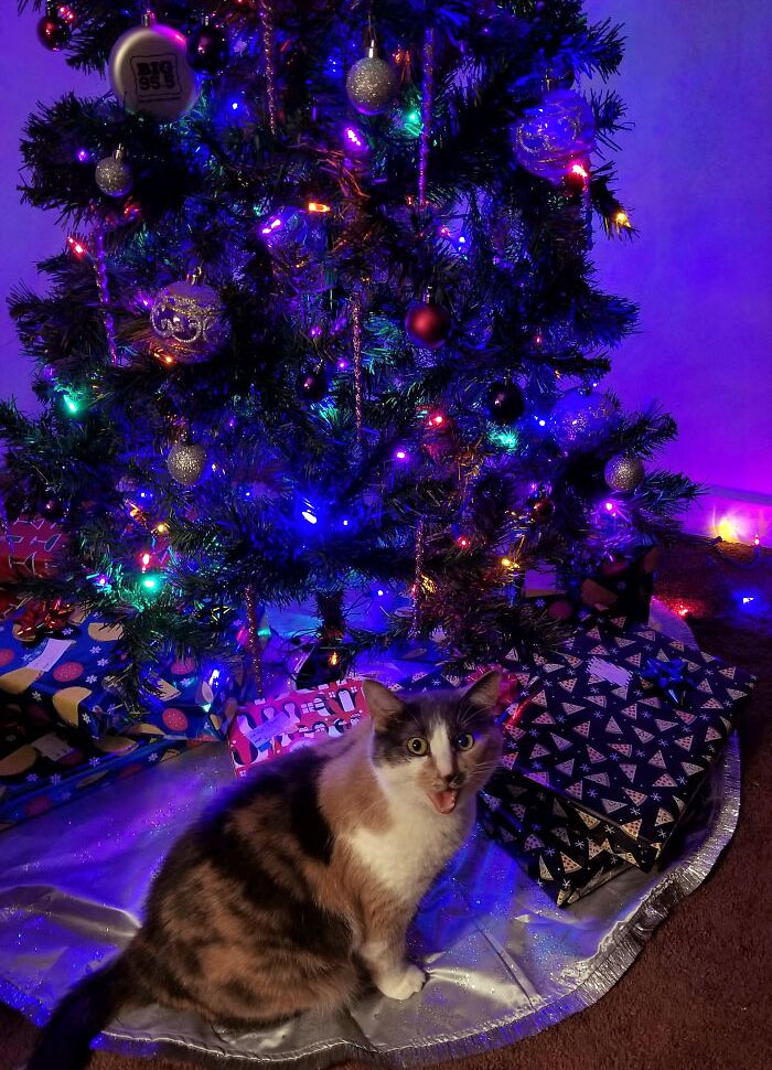 Joy Was So Excited When She Saw The Presents Under The Tree