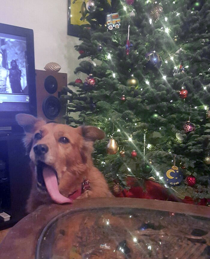 My Attempt At A Cute Christmas Picture Of My 13-Year-Old Chow Mix, Samwise