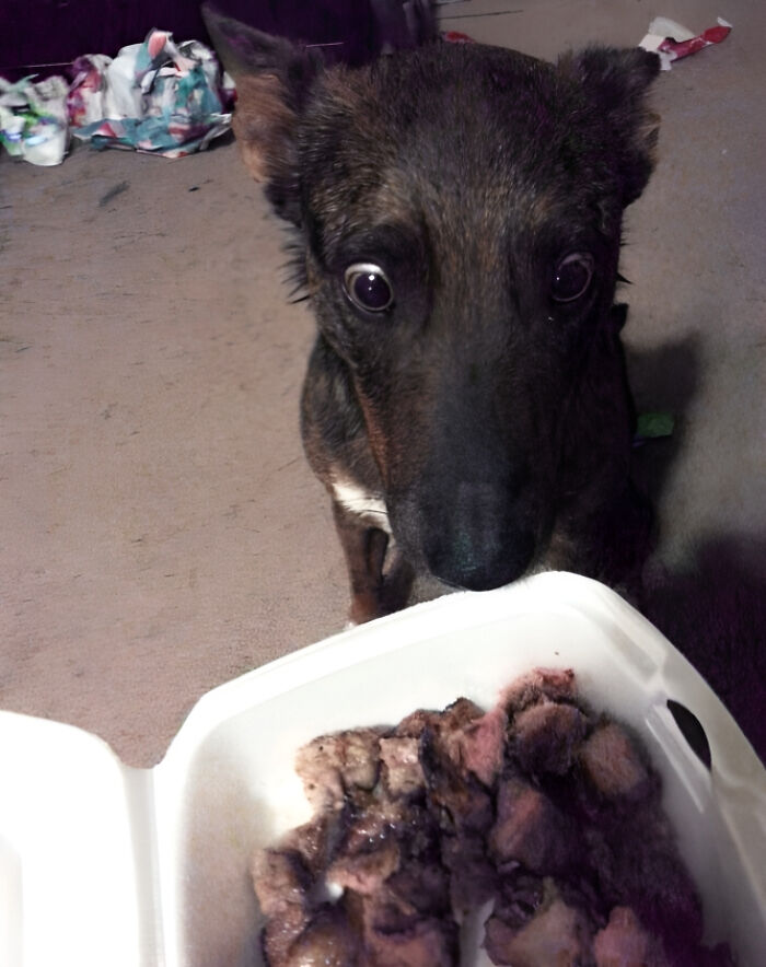 He Had Steak For Dinner For Christmas. He Couldn't Believe It