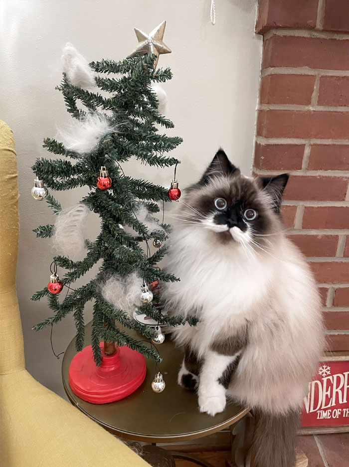 My Husband Made A "Klausmas Tree" By Hanging Tufts Of Cat Hair On The Tree. I Only Noticed Because Klaus Was Over There Eating One Of The Tufts