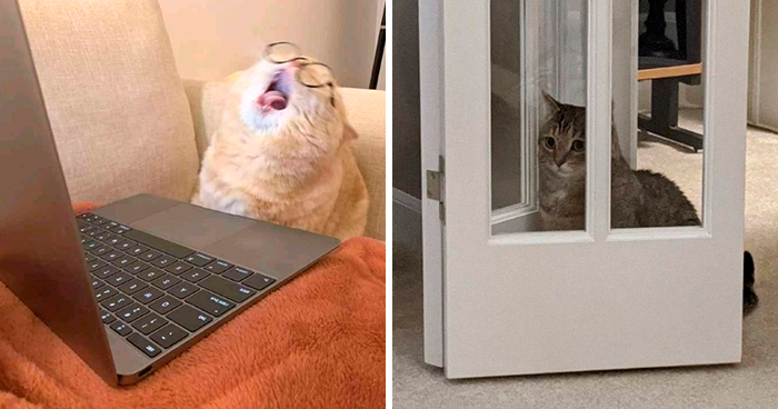 “Don’t Show Your Cat”: 40 Chucklesome Cat Pics And Memes Shared By This X Page