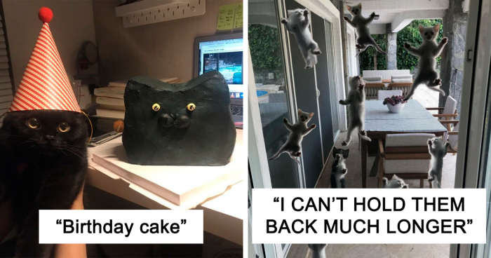 51 Funny Cat Pics And Memes, As Seen On This Dedicated X Page