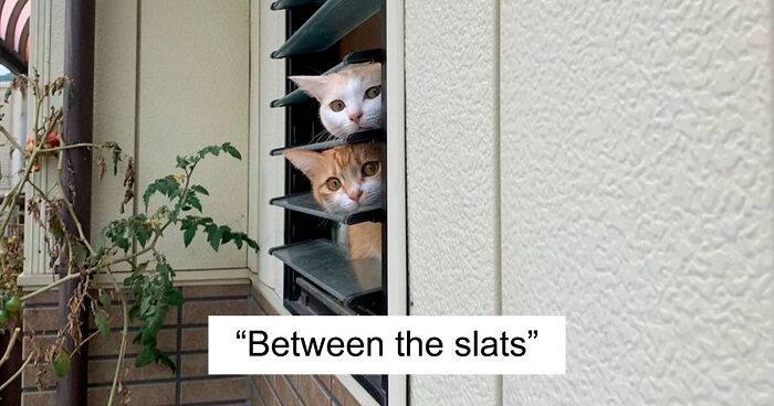 51 Funny Cat Pics And Memes, As Seen On This Dedicated X Page