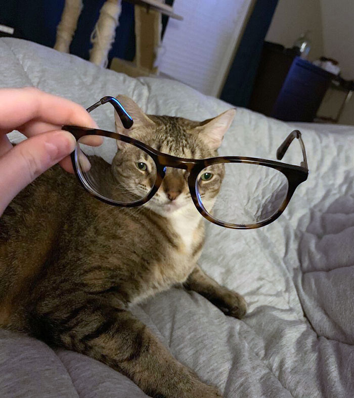 My Cat Wouldn't Stop Messing With My Glasses, So I Decided To Try Something