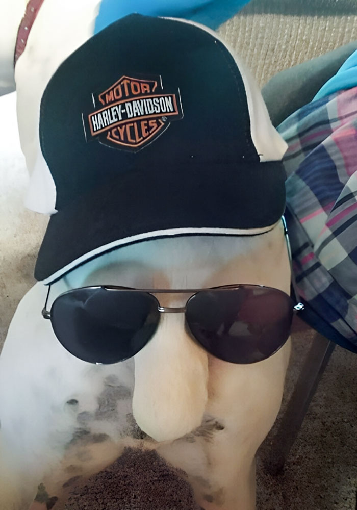 My Little Niece Thought That Putting Sunglasses And A Hat On The End Of My Boxer's Butt Would Be Really Funny. She Was Correct