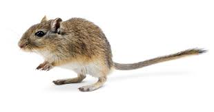 gerbil-658e62b8b3993.jpg