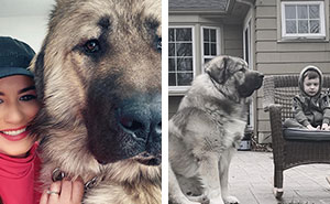 A Family In Boston Adopted A Very Rare Giant Dog That Frequently Gets Mistaken For A Bear
