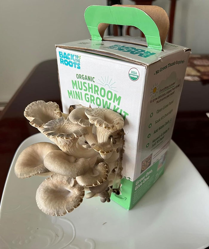 Organic Mini Mushroom Grow Kit: A fun, fuss-free, and eco-friendly gift that'll have them growing and cooking up dishes with their own organic non-GMO mushrooms all year round!
