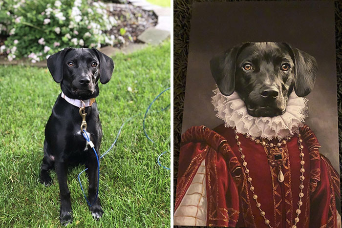 As An Early Christmas Gift, My Sister’s Boyfriend Got Her A Renaissance Portrait Of Their Dog. I Think He Chose The Perfect Picture