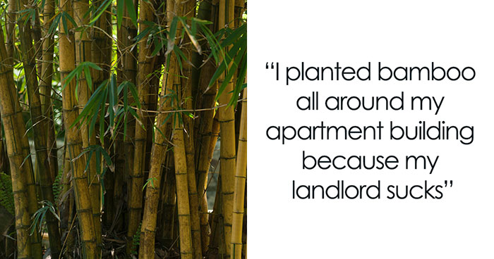 “I’m Playing The Long Game”: Woman Plants Bamboo Seeds To Get Back At Jerk Landlord