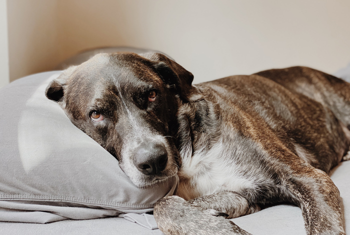 Dog lying on a pillow, resting with a calm expression, illustrating concept of dog age in human years. Dog lying on a pillow, resting with a calm expression, illustrating concept of dog age in human years.