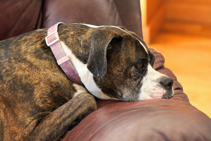 Brindle dog with a pink collar resting on a brown couch, related to determining dog age in human years. Brindle dog with a pink collar resting on a brown couch, related to determining dog age in human years.