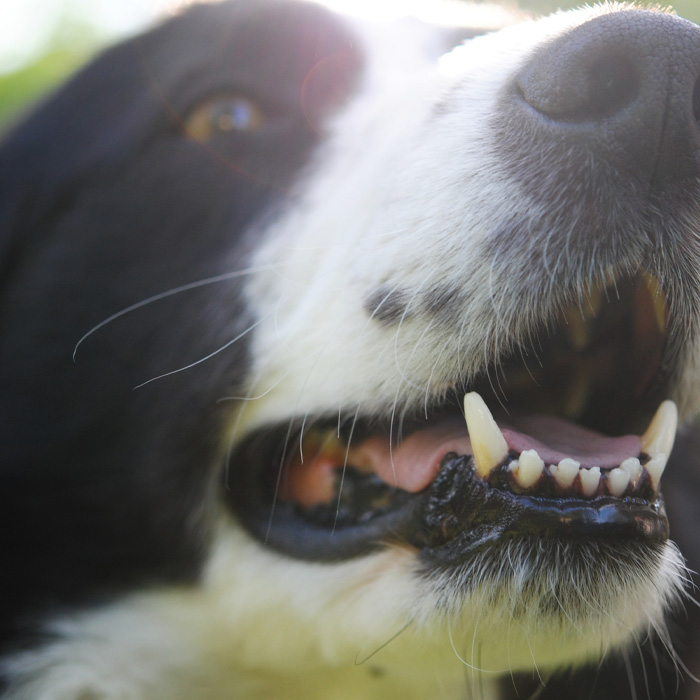 Close-up of a dog's mouth, teeth visible, hinting at dog age calculation in human years. Close-up of a dog's mouth, teeth visible, hinting at dog age calculation in human years.