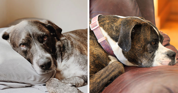 How Can You Tell How Old a Dog Is: Dog Age in Human Years