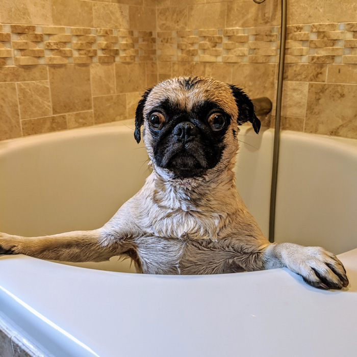 Scared pug in the bathtub Scared pug in the bathtub