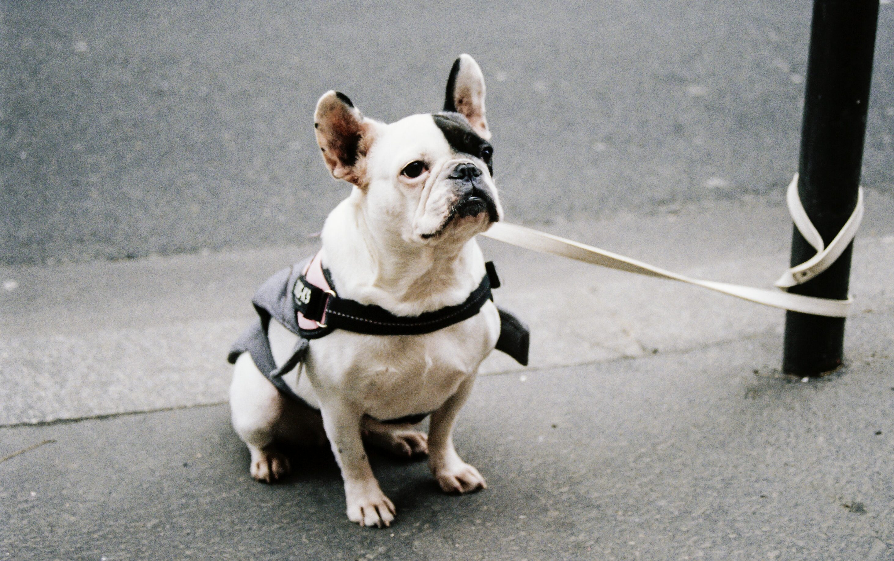 French bulldog on a leash, sitting on a sidewalk, illustrating dogs' sense of time. French bulldog on a leash, sitting on a sidewalk, illustrating dogs' sense of time.
