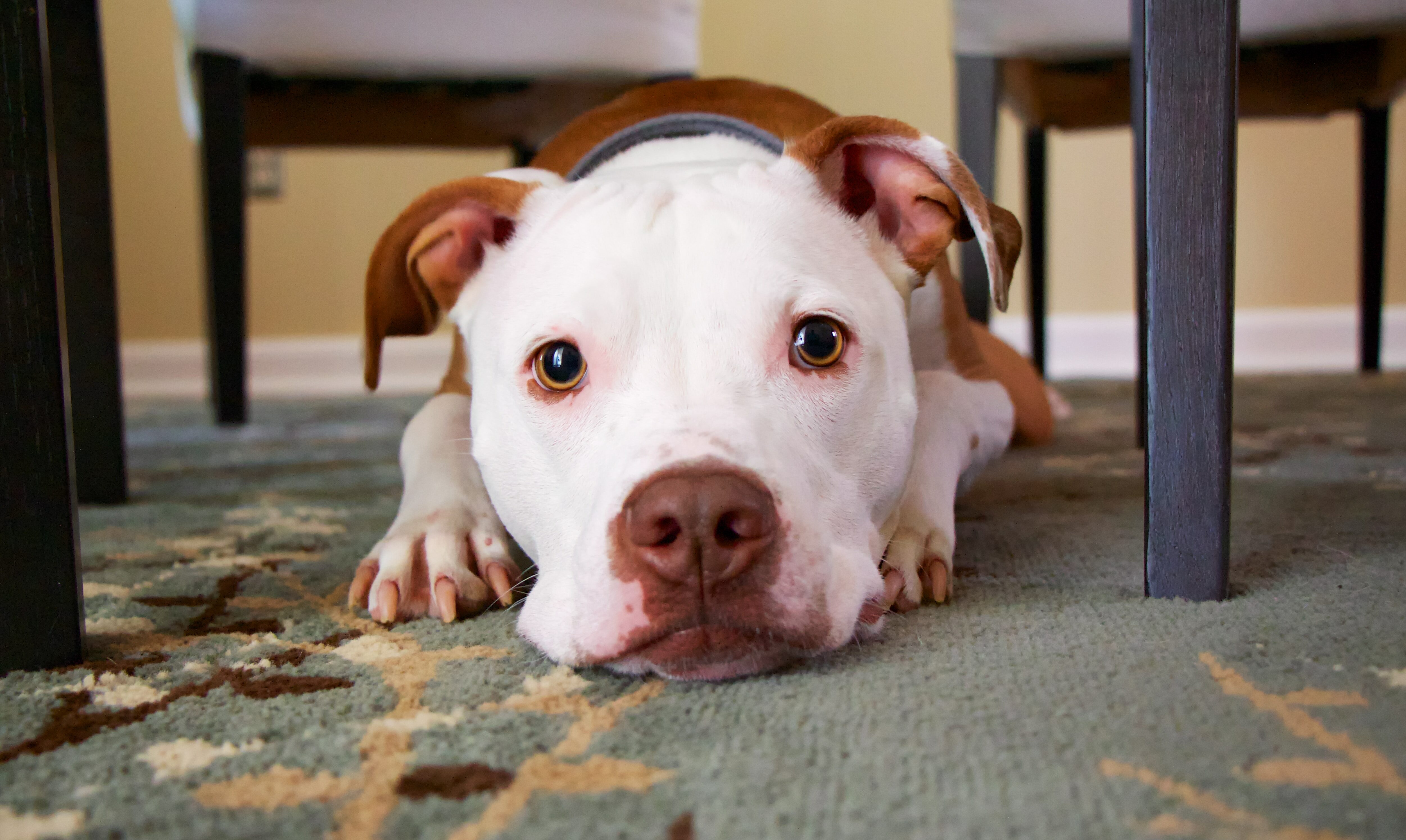Dog lying on a rug between chairs; exploring canine perception and sense of time. Dog lying on a rug between chairs; exploring canine perception and sense of time.
