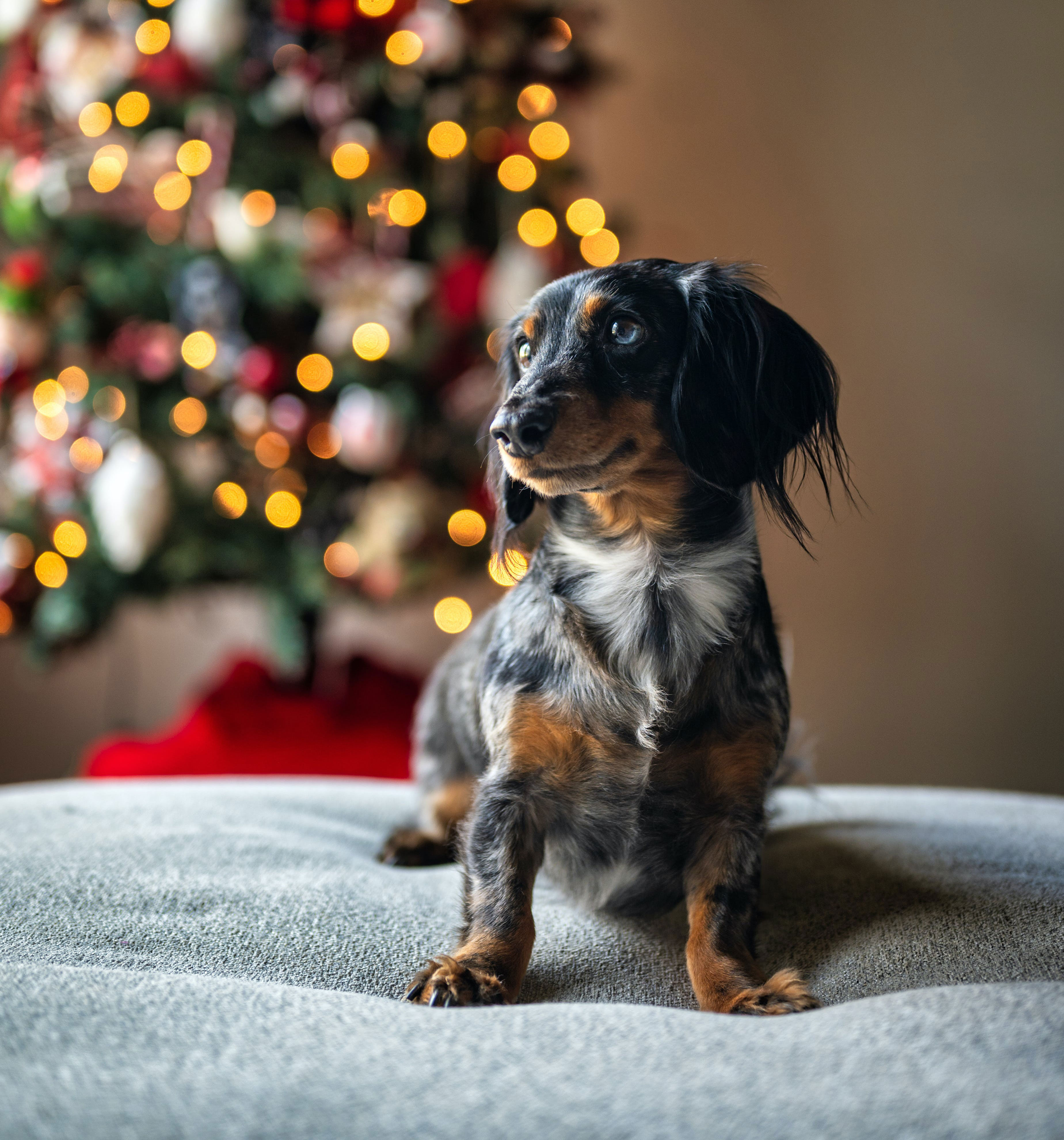 a cute dog with a christmas tree in the background
