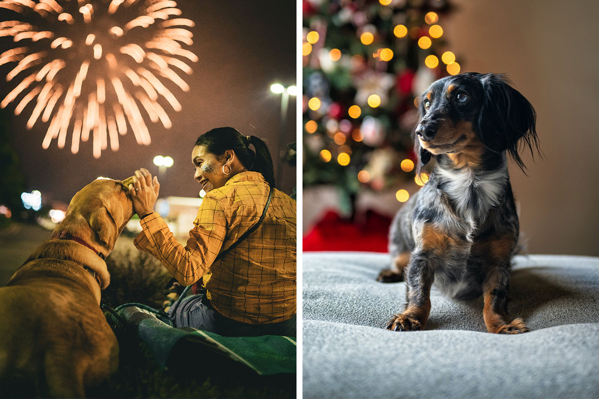 Keeping Your Dog Calm During Fireworks Top Tips Bored Panda