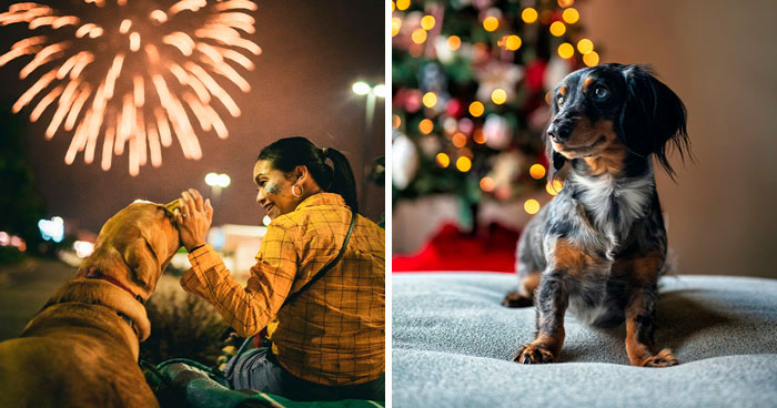 Keeping Your Dog Calm During Fireworks: Top Tips
