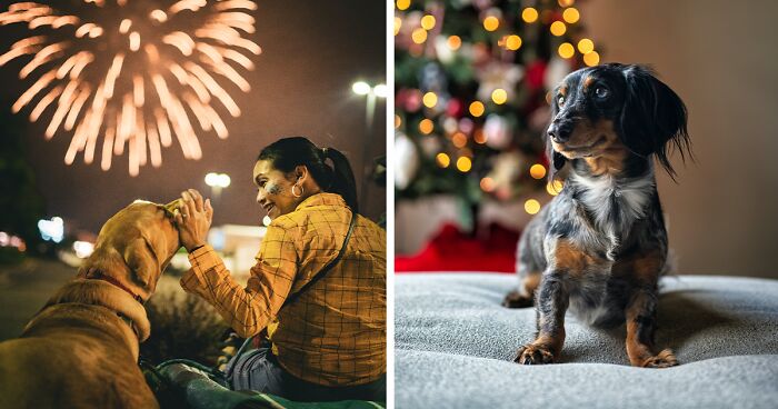 Keeping Your Dog Calm During Fireworks: Top Tips