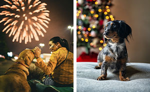 Keeping Your Dog Calm During Fireworks: Top Tips