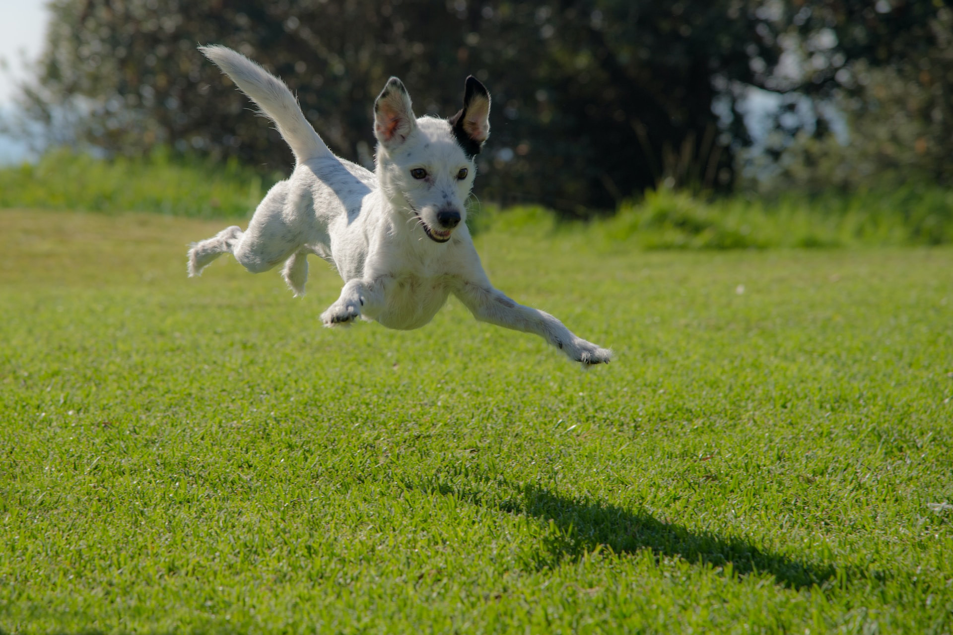 dog jumping on the lawn during a daytime