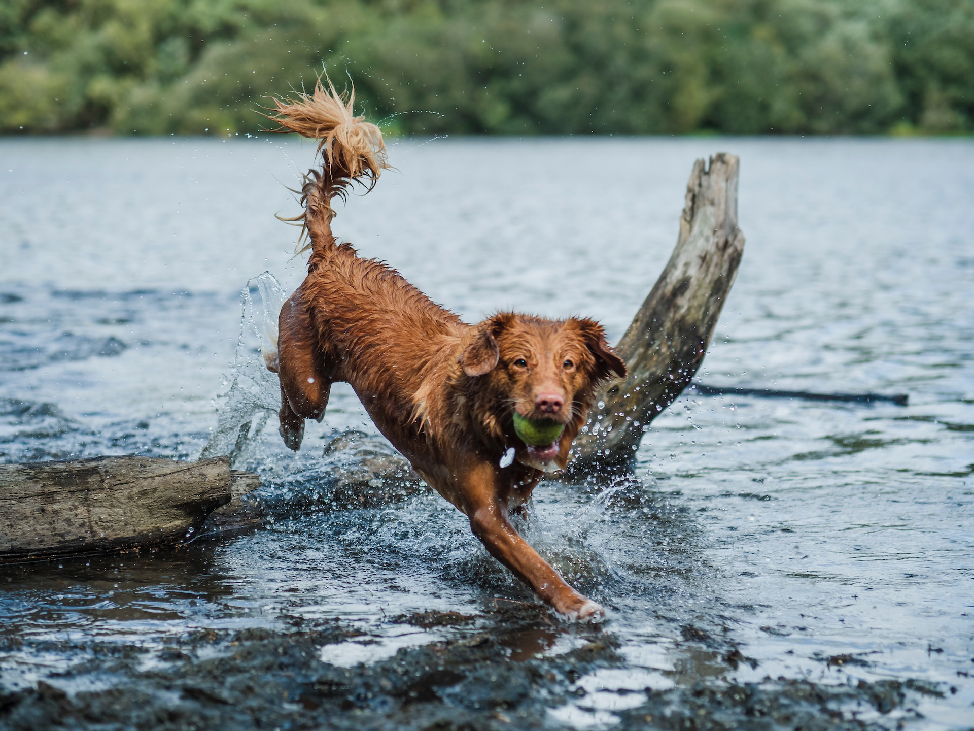 a brown short coated dog on the water during a daytime