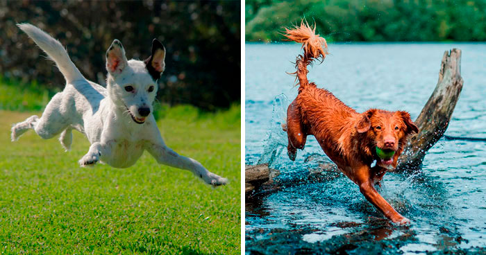 All The Ways on How to Calm Down a Hyper Dog