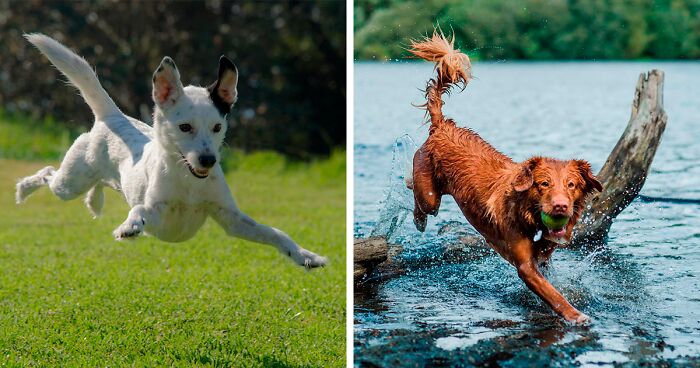 All The Ways on How to Calm Down a Hyper Dog