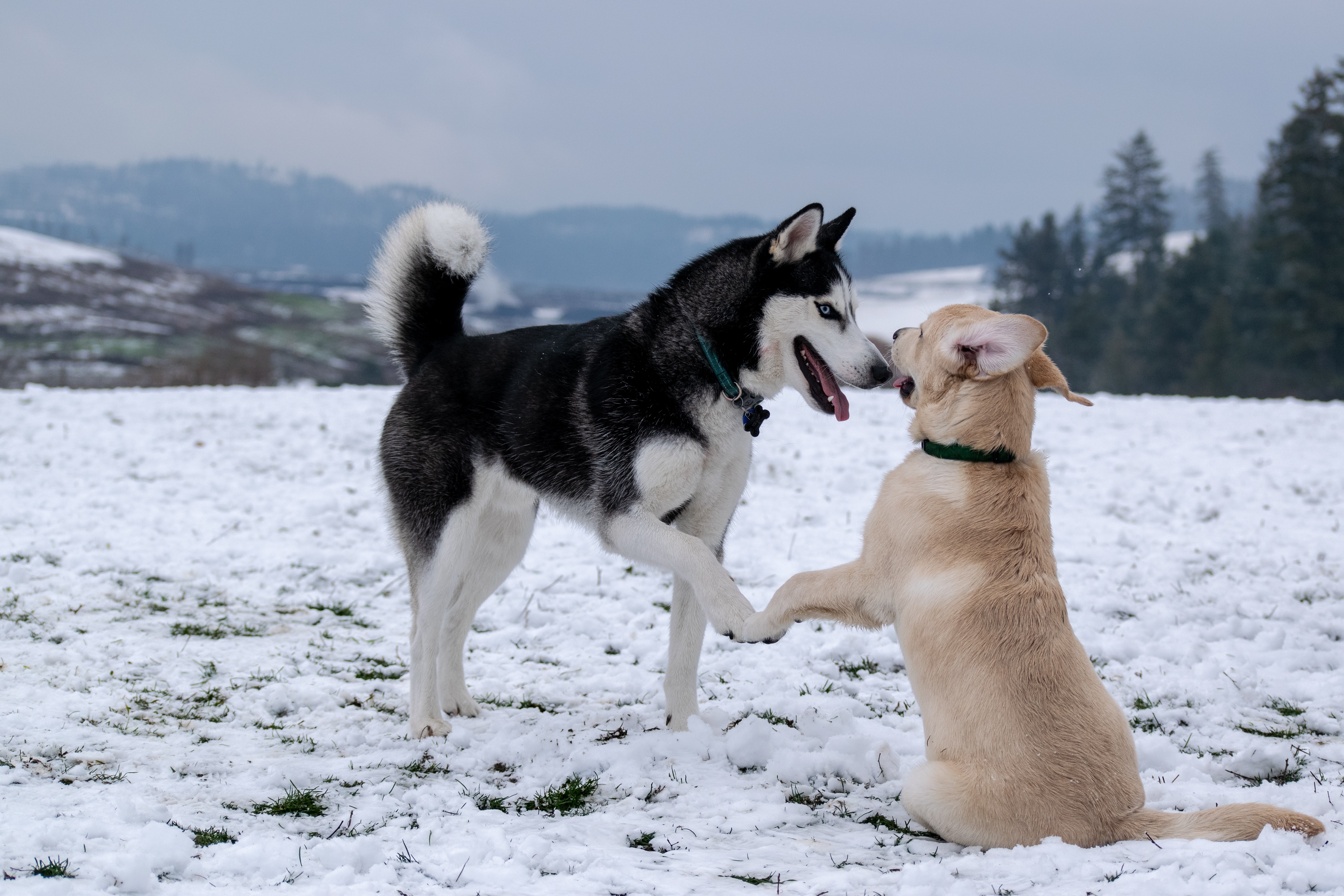 Husky playing with brown dog in snow