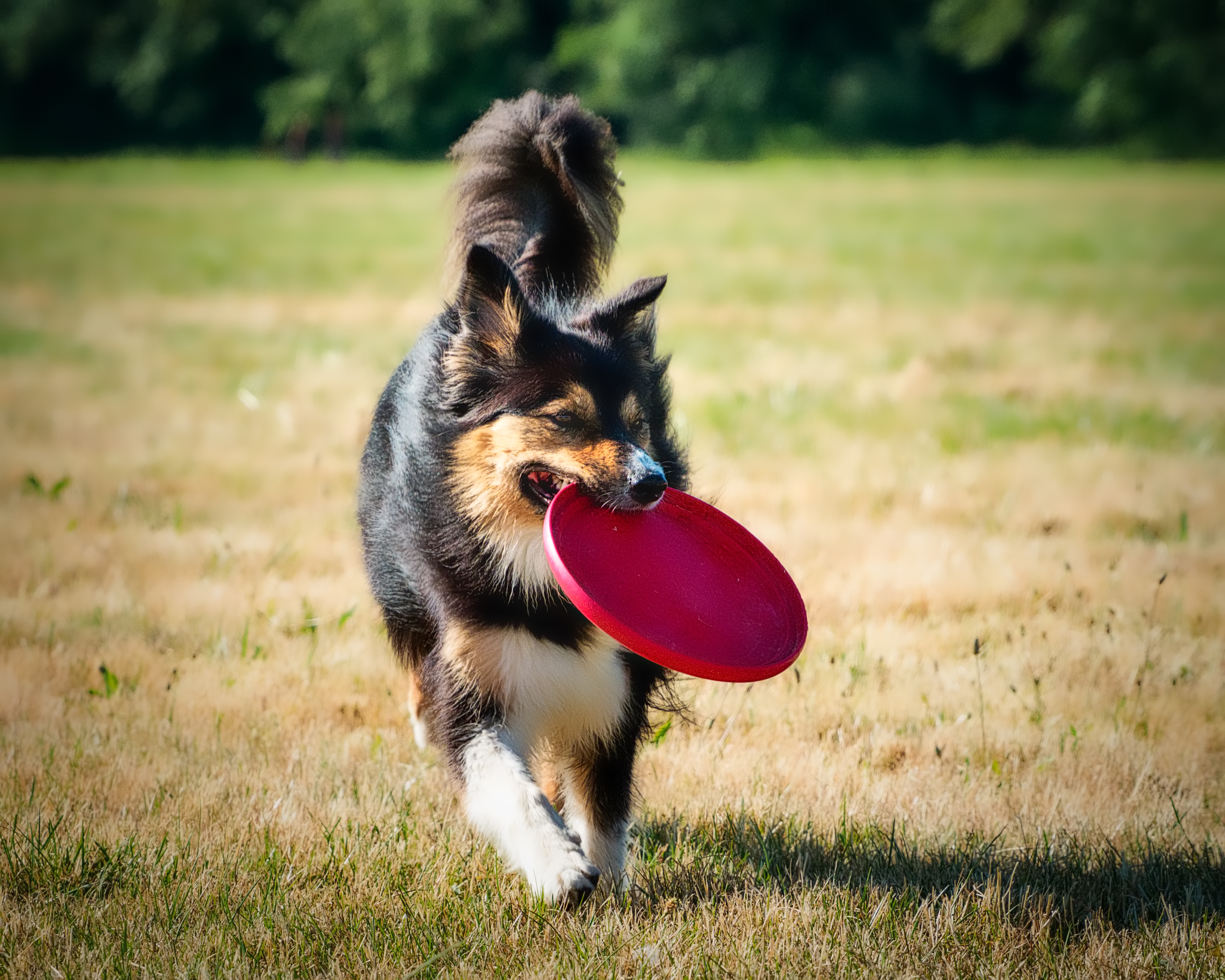 Dog playing fetch with a red frisbee in a sunny park, enjoying outdoor activity. Dog playing fetch with a red frisbee in a sunny park, enjoying outdoor activity.