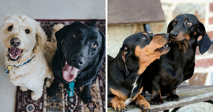 10 Tips for Introducing a New Dog and Helping Two Dogs Get Along