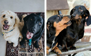 10 Tips for Introducing a New Dog and Helping Two Dogs Get Along