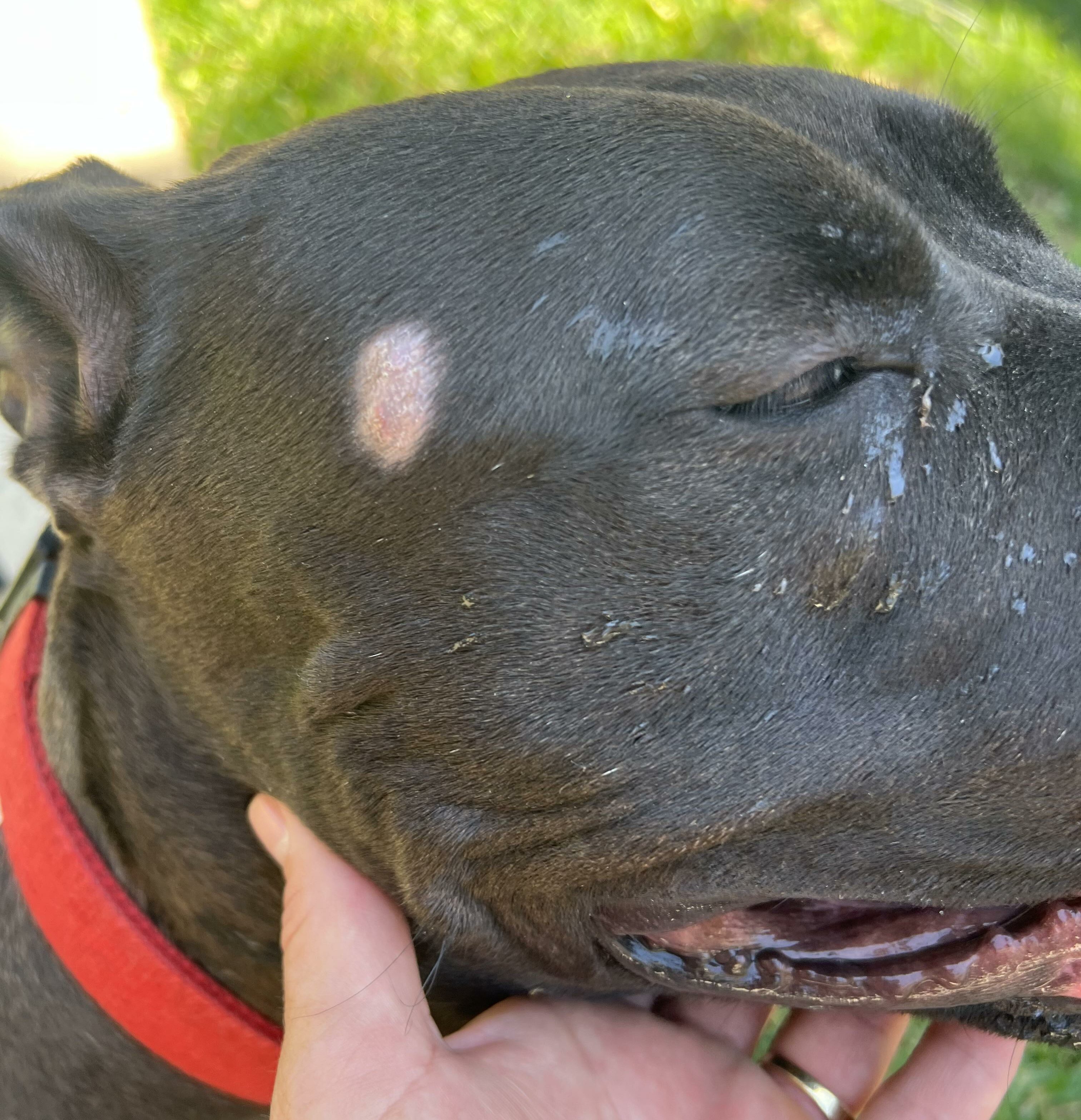 Dog with visible ringworm patch on its head, wearing a red collar outdoors. Dog with visible ringworm patch on its head, wearing a red collar outdoors.