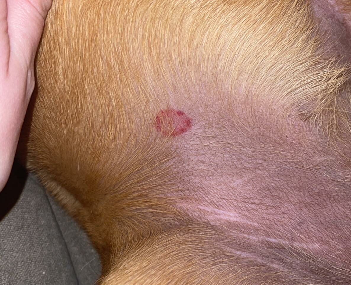 Dog belly with ringworm