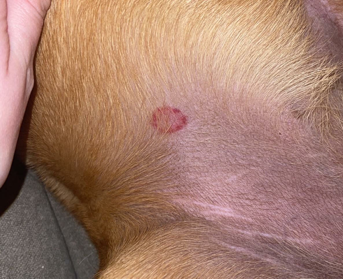 Close-up of a dog's skin with a red ringworm patch. Close-up of a dog's skin with a red ringworm patch.